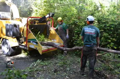 tree services Buckeye